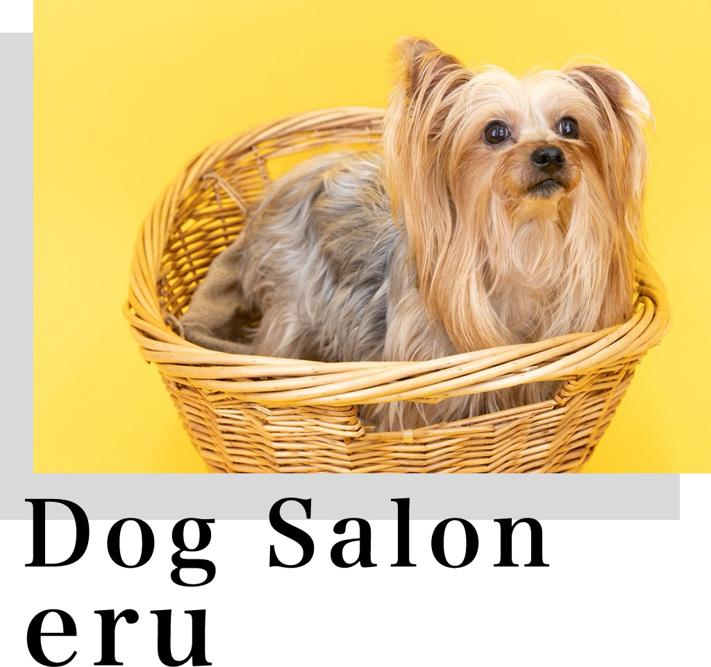 ドッググルーミングサロン・エル Dog salon eru